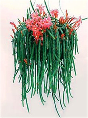 Kaktus Wężowy Aporocactus Mallisonii